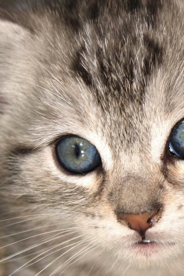 Котенок с голубыми глазами