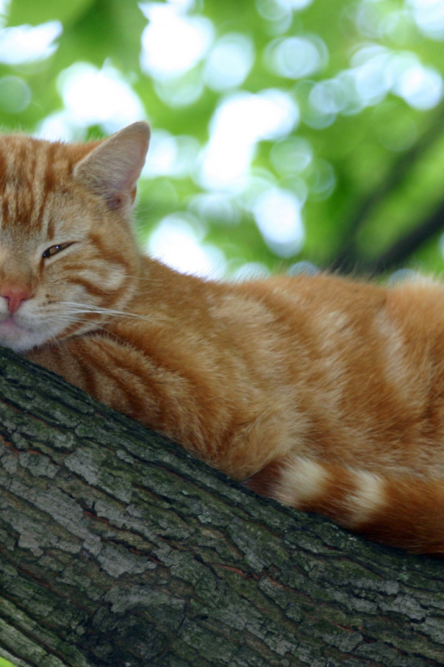 Мурка на дереве