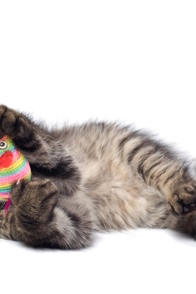 Игривый котенок