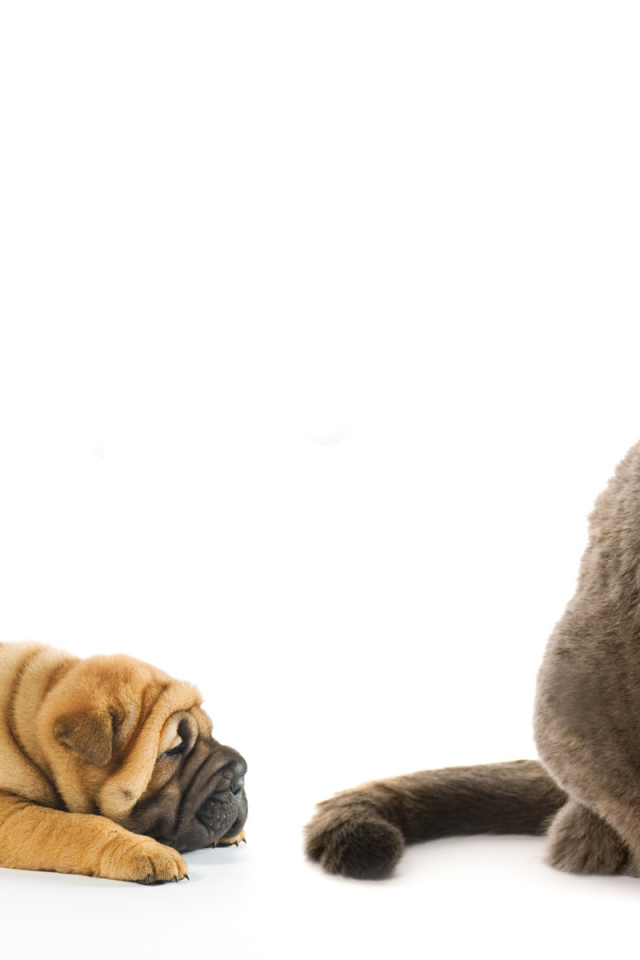 Щенок и серый кот