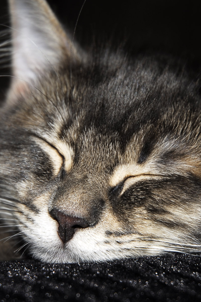 Спящий мохнатый друг