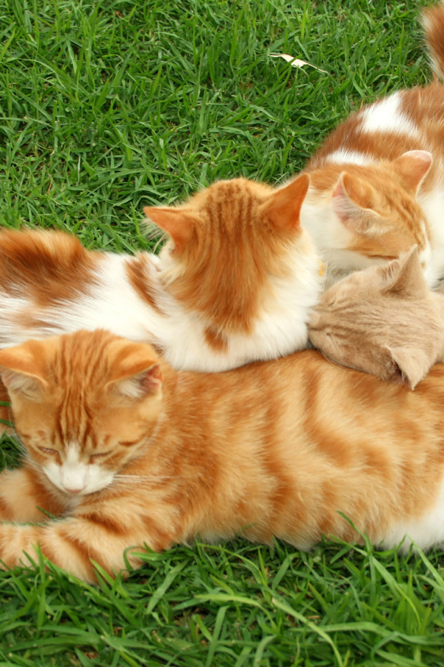 Полосатые коты на траве