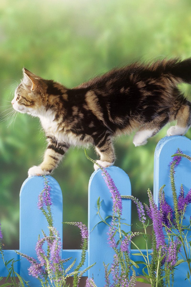 Котик на заборе