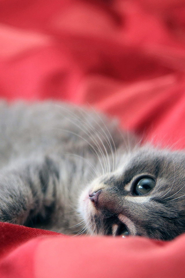 Бархатный котенок