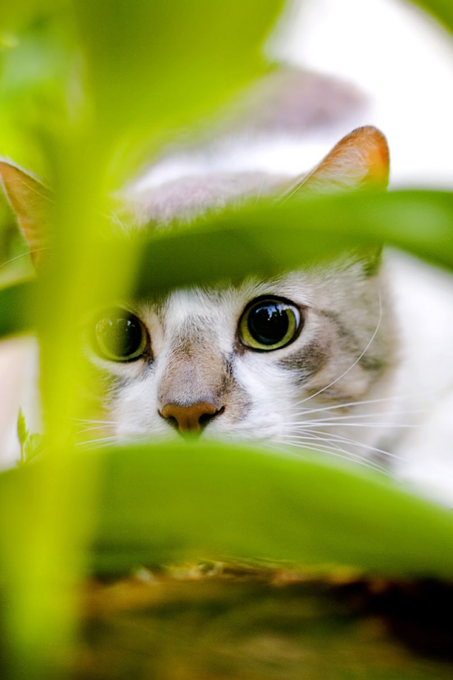 Нападение кота