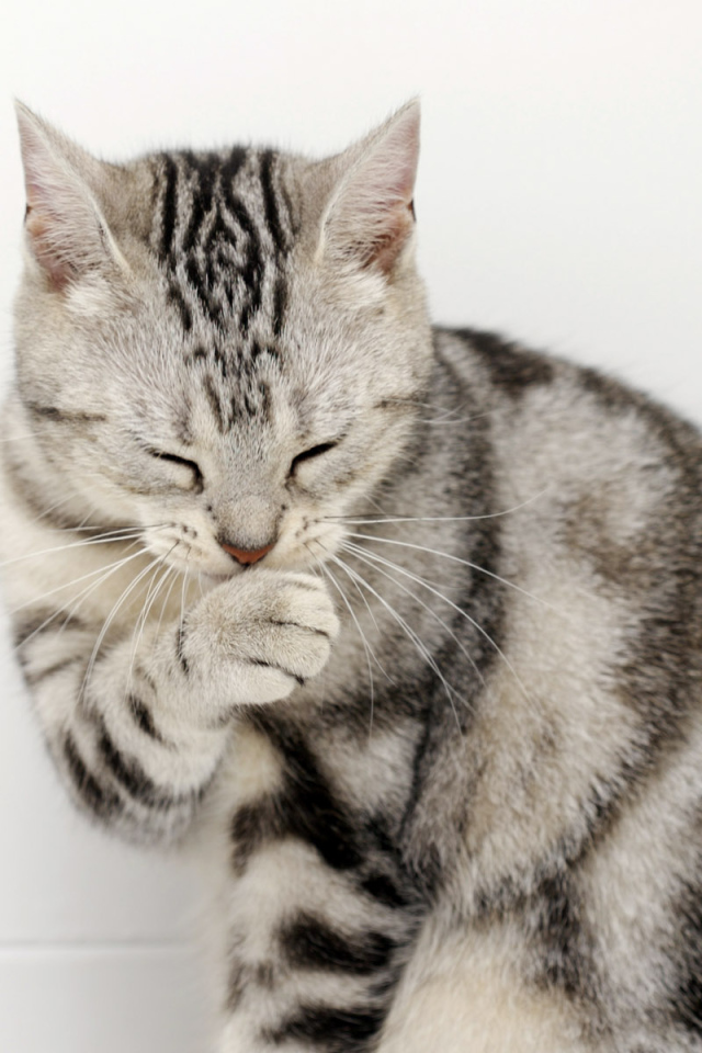 Кот сметанный рот