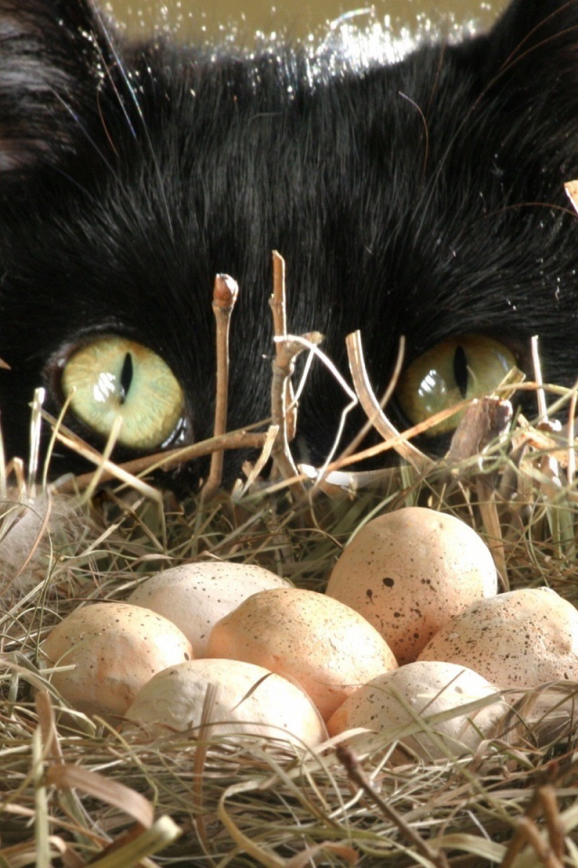 кот птицеед