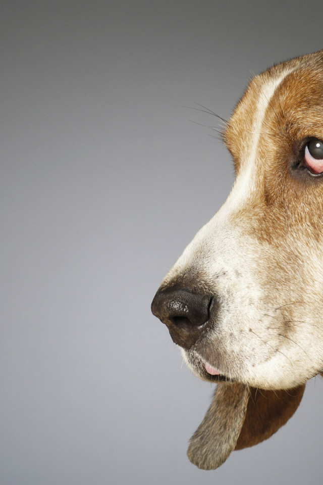 Собака с большими ушами