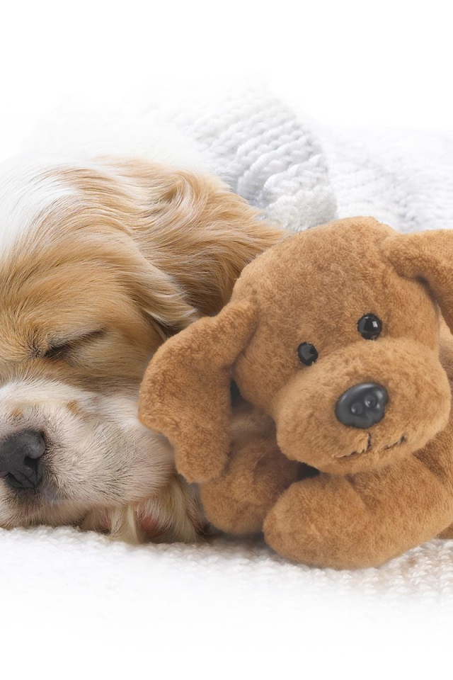 Красивый пес