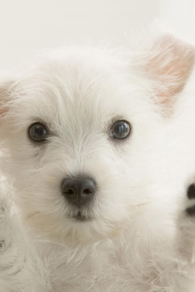 Любопытный пес