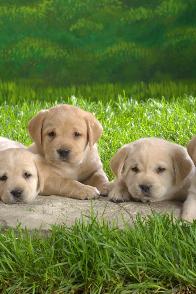 Симпатичные щенки