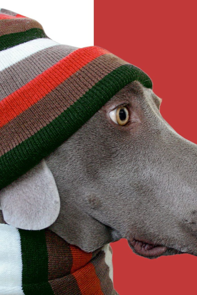 Пес стиляга