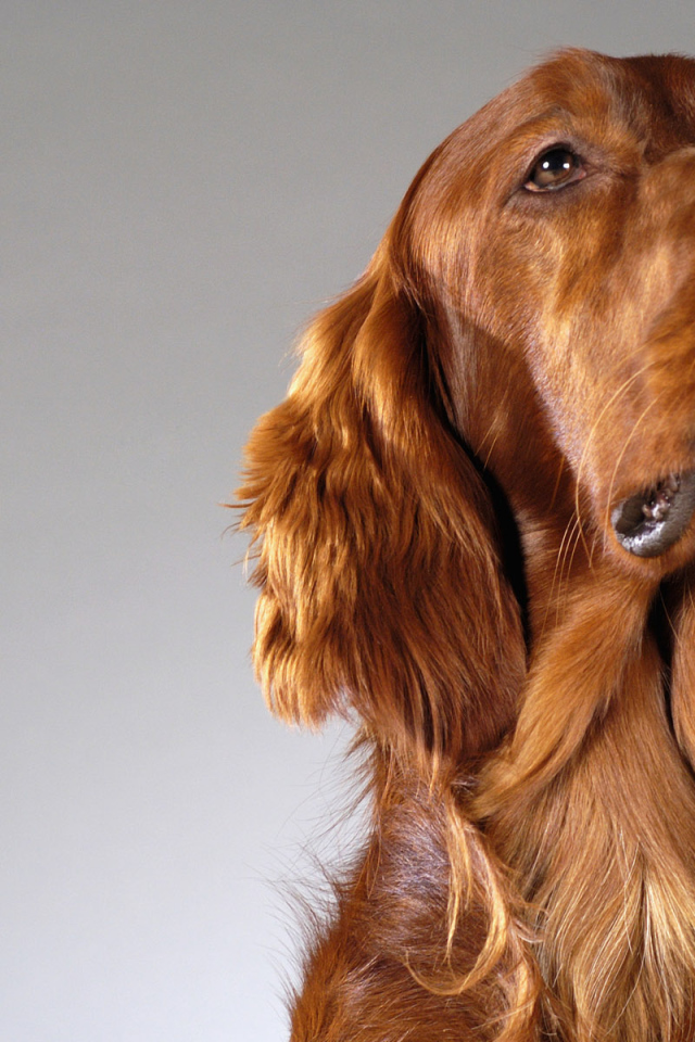 Четвероногий друг