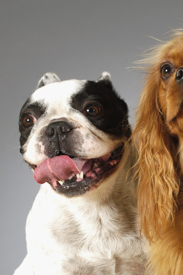 Смешные собаки