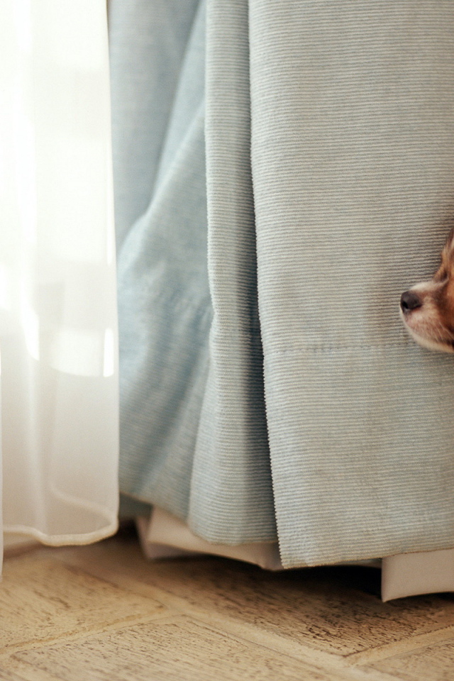 Забавный пес