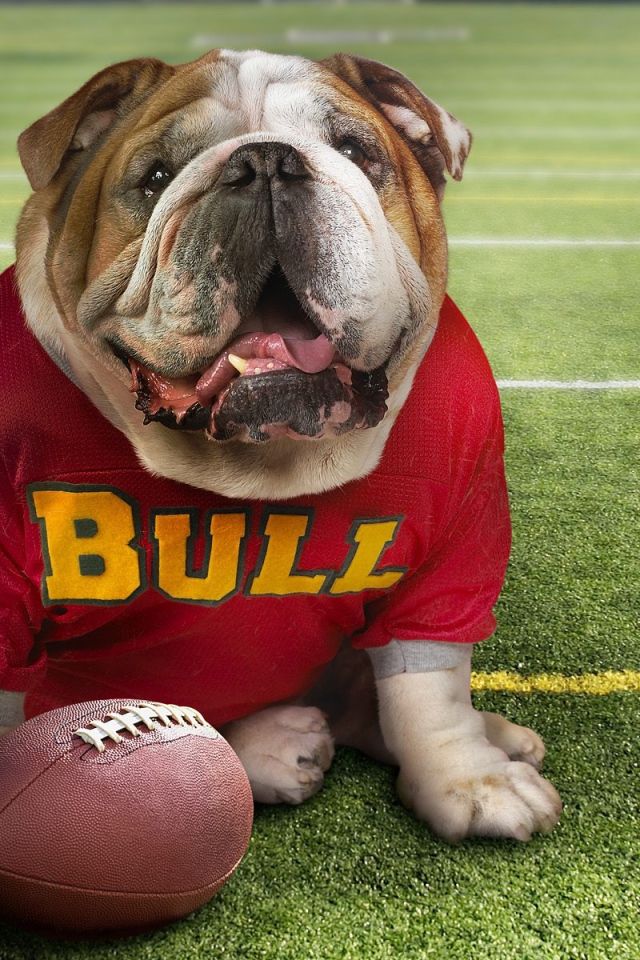 Смешной пес