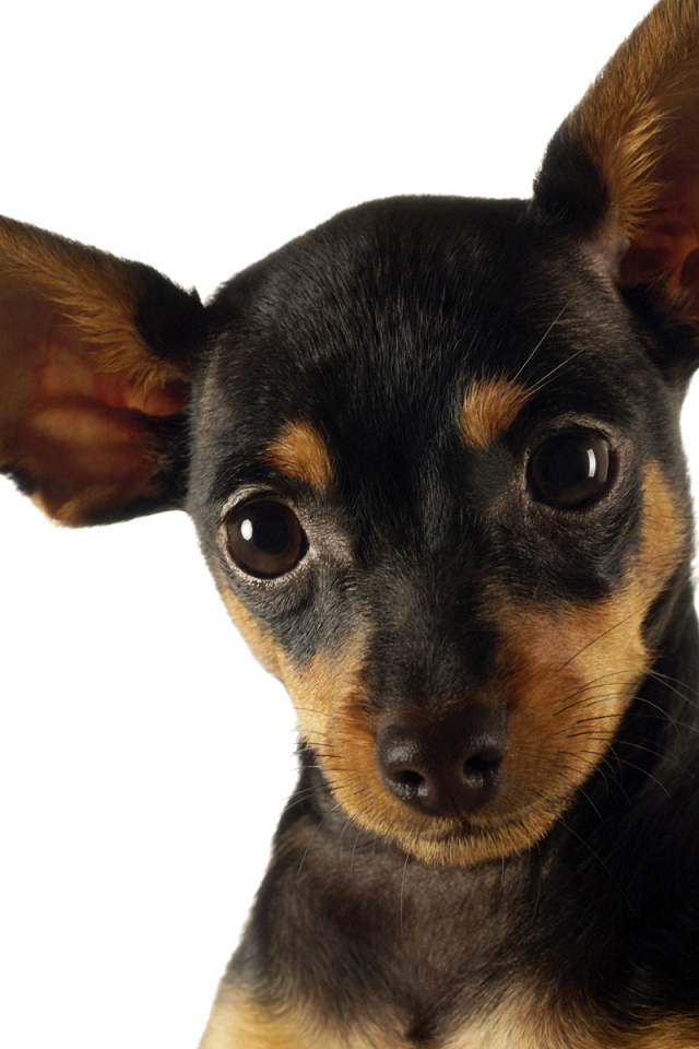 Смешная собачка