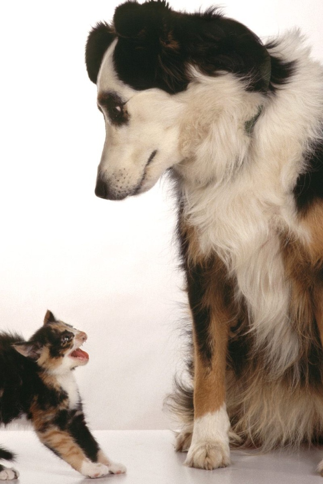 Превед блохастый