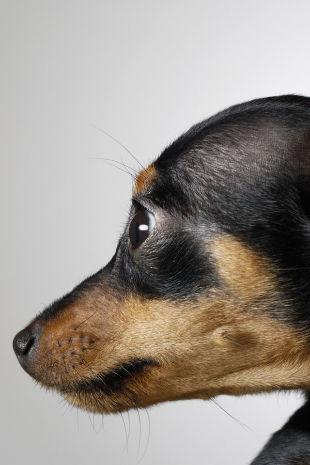 Маленькая собака