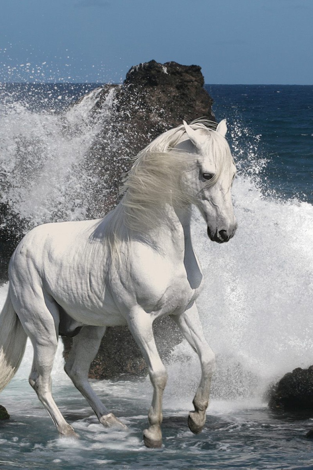 Белый мустанг