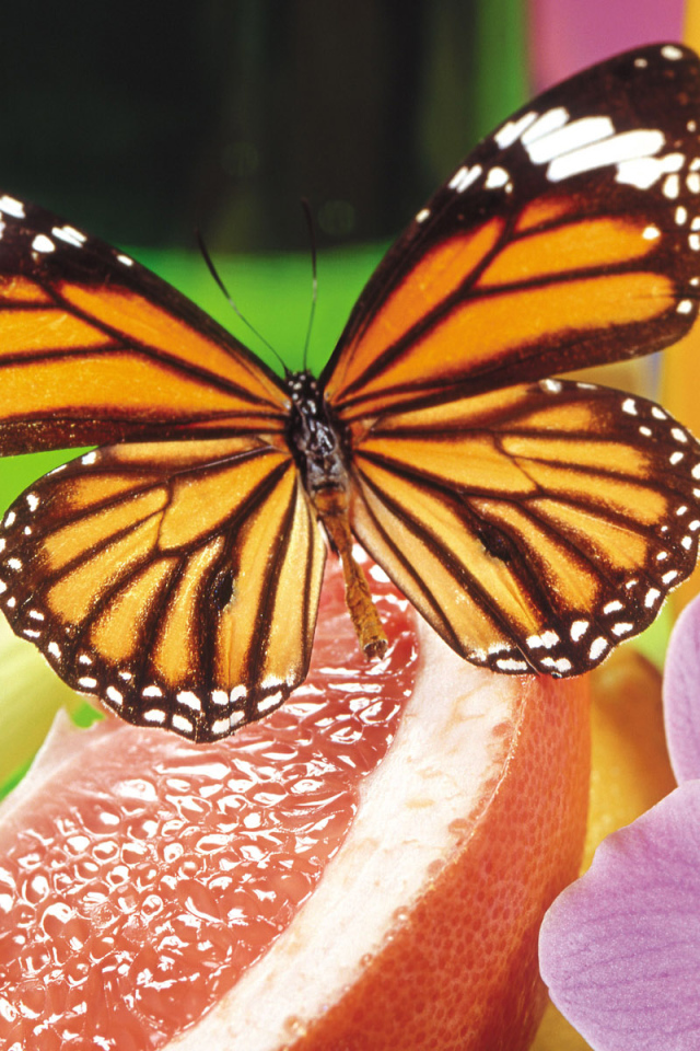 Маленькая бабочка на сладком фрукте