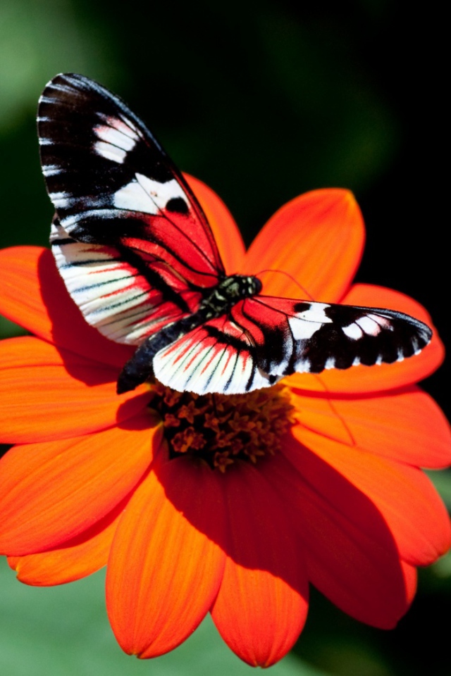 Красивая яркая бабочка