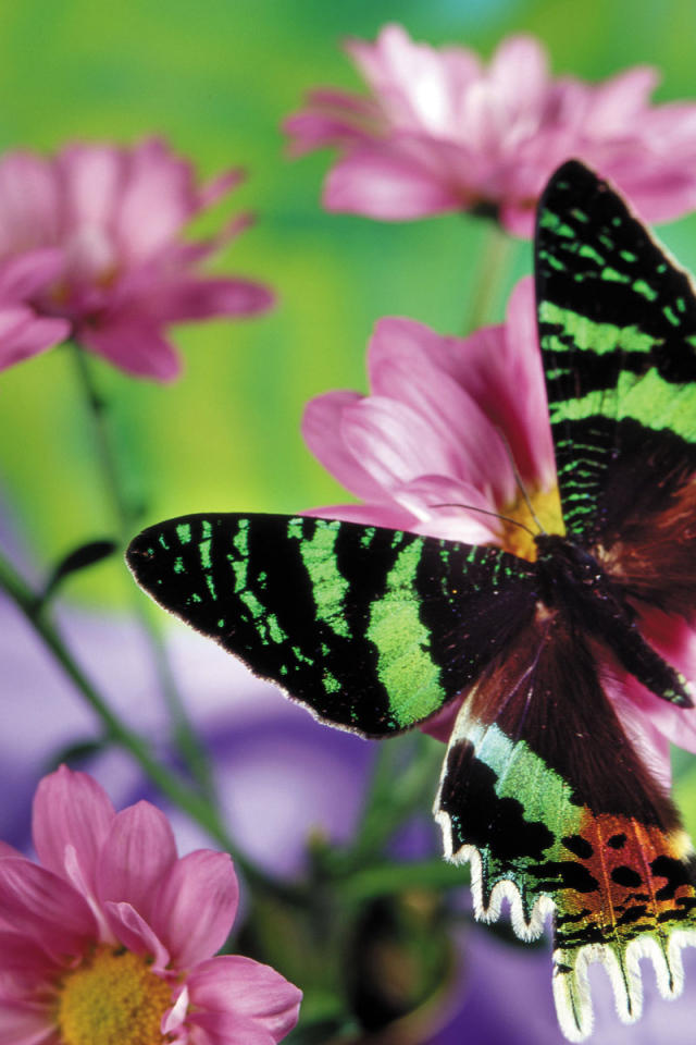 Прекрасная бабочка