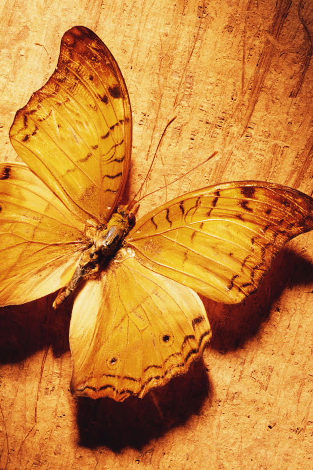 Великолепная бабочка