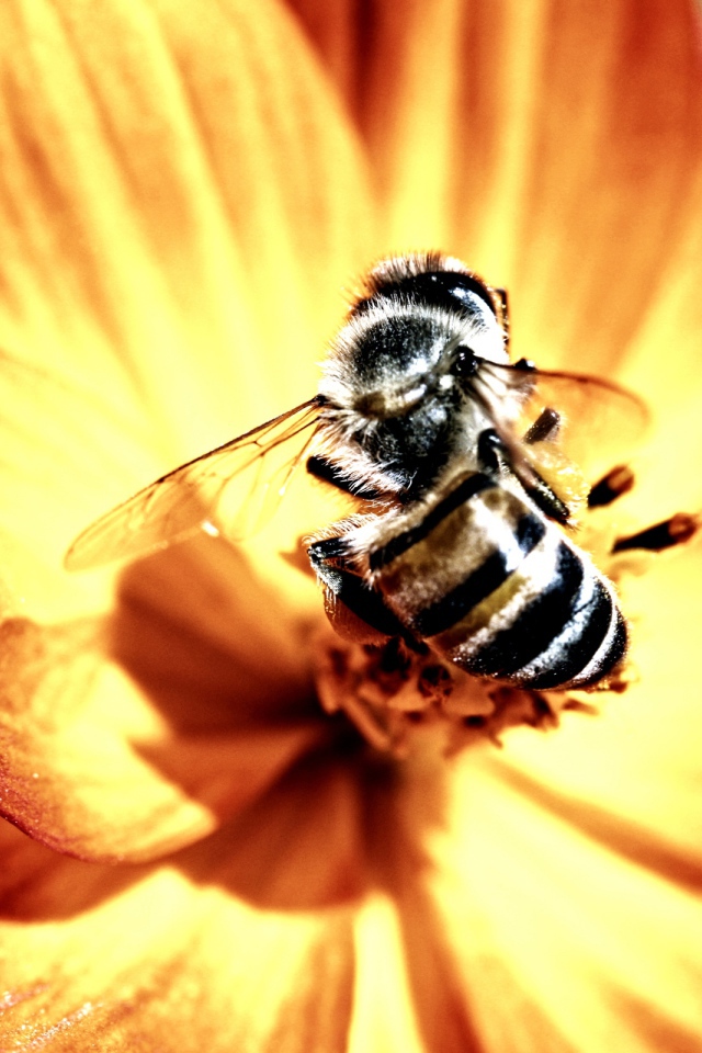 Пчела и цветок