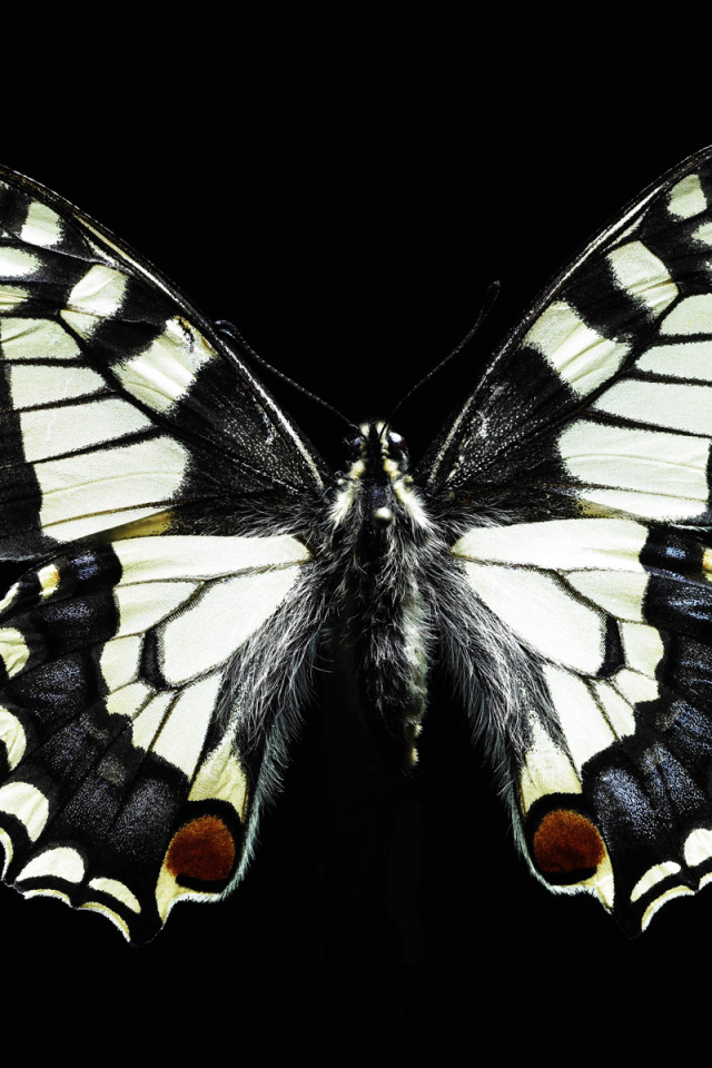 Черно-белая бабочка