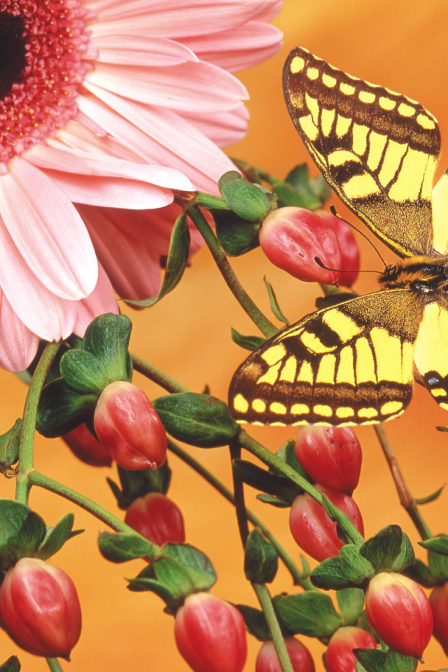 Бабочка на цветочных бутонах