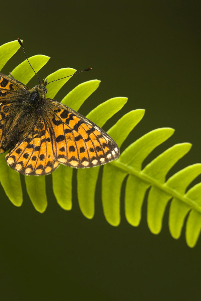 Бабочка на листке