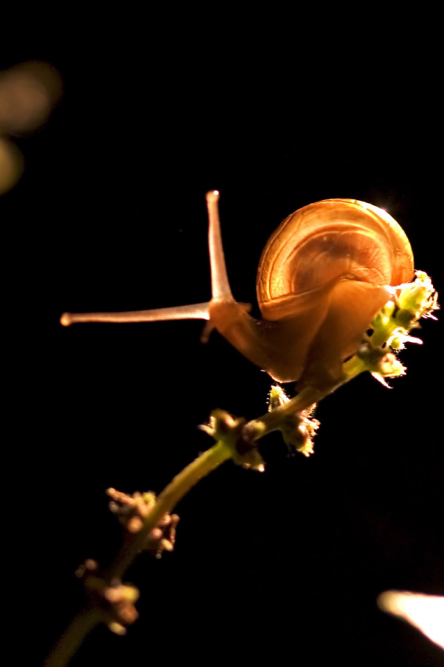 Прикольная улитка