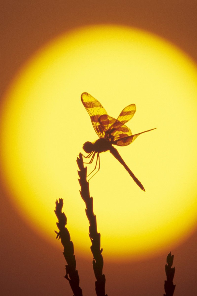 Стрекоза на фоне солнца