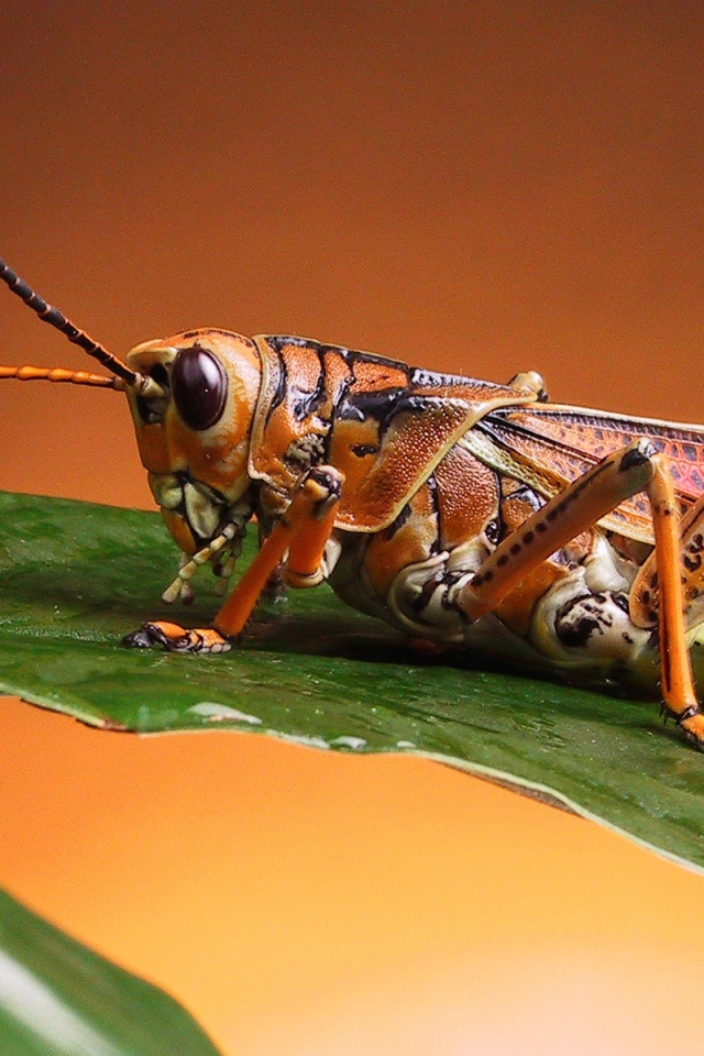 Красивый кузнечик