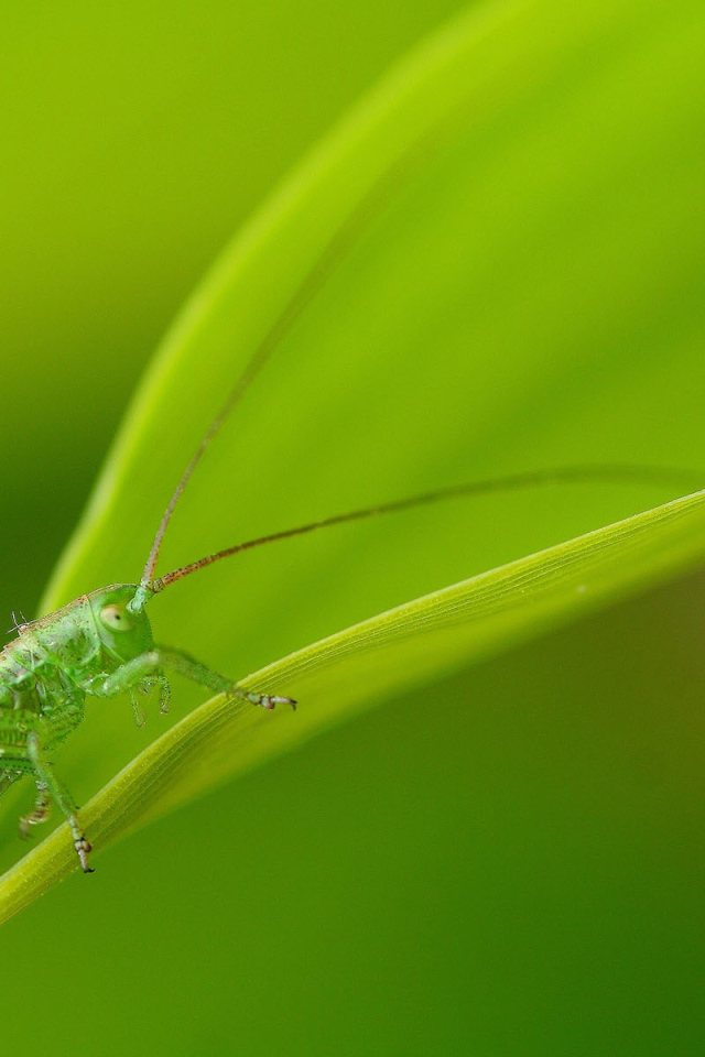 Зеленый кузнечик