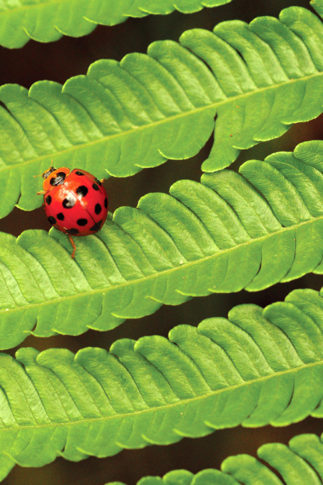 Божья коровка