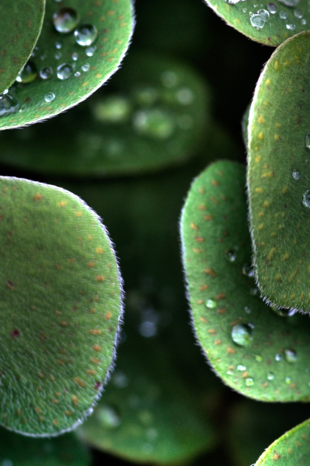 Божья коровка