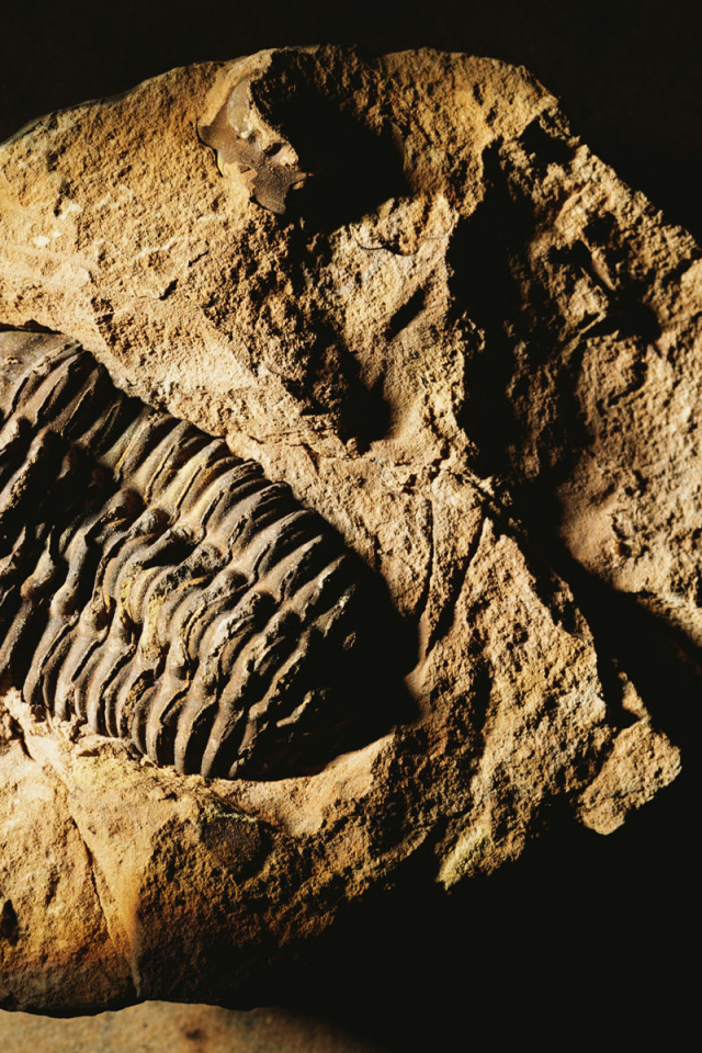 Окаменелость