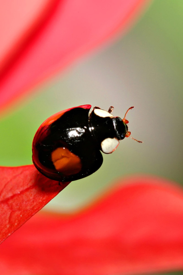 Красный жук