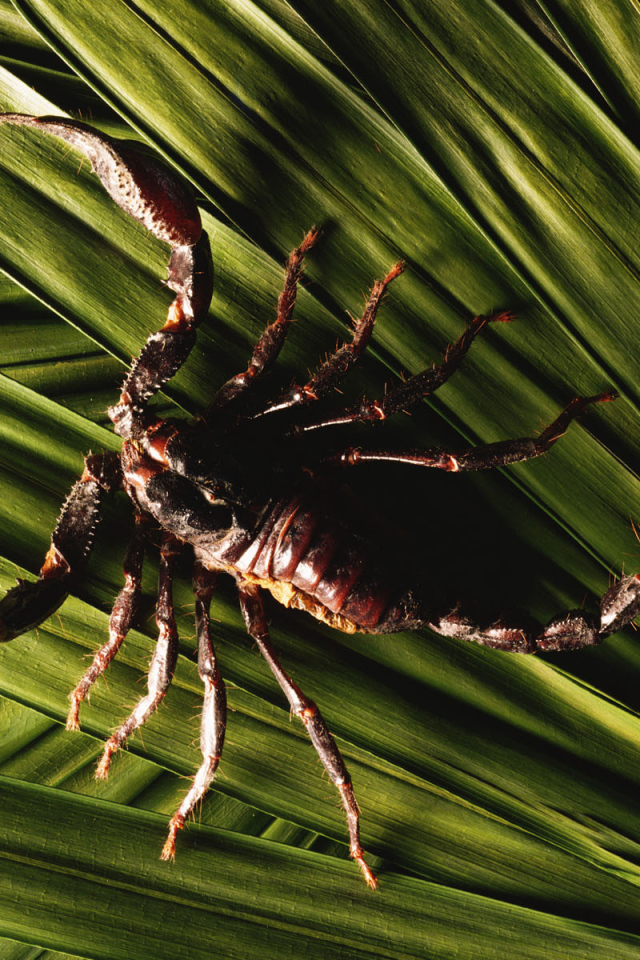 Скорпион в траве