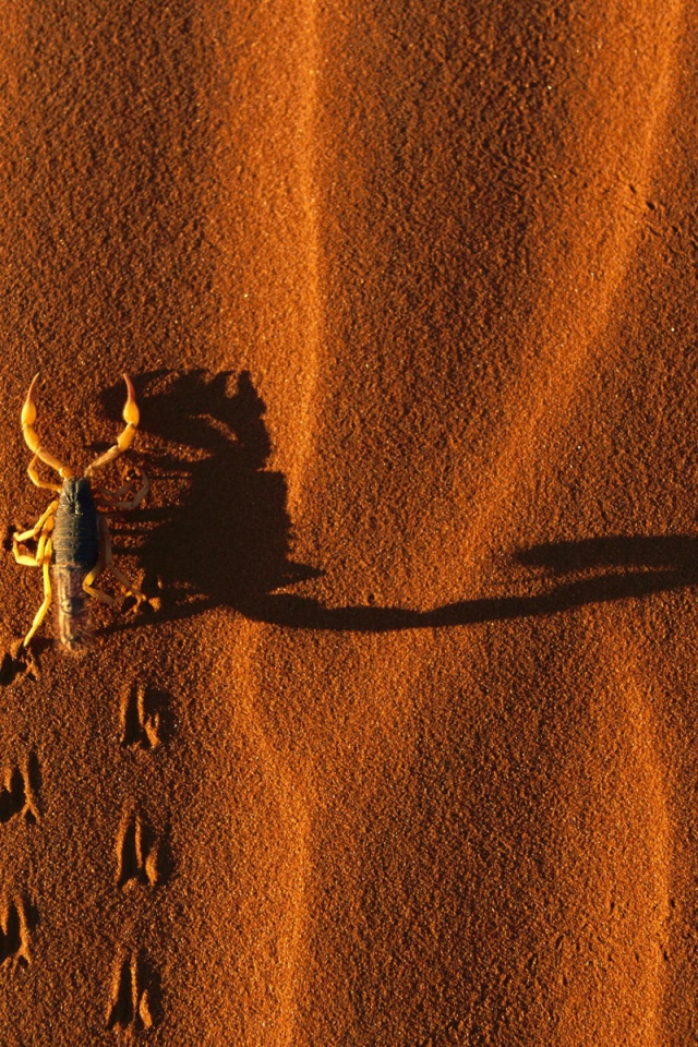 Скорпион на песке