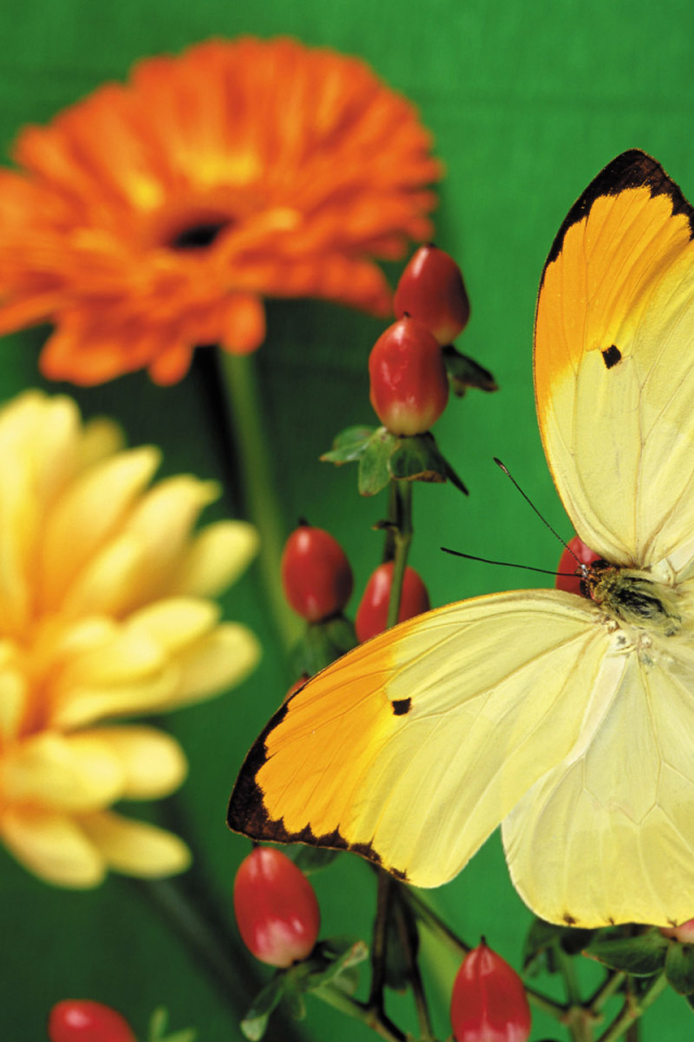 Красивая желтая бабочка