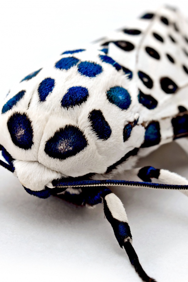 Бархатный жук