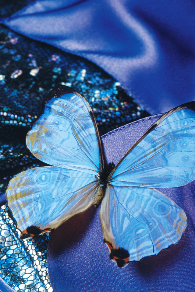 Бархатная бабочка