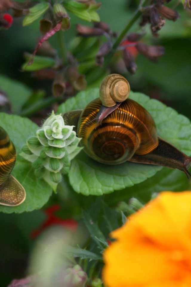 Брачный период улиток