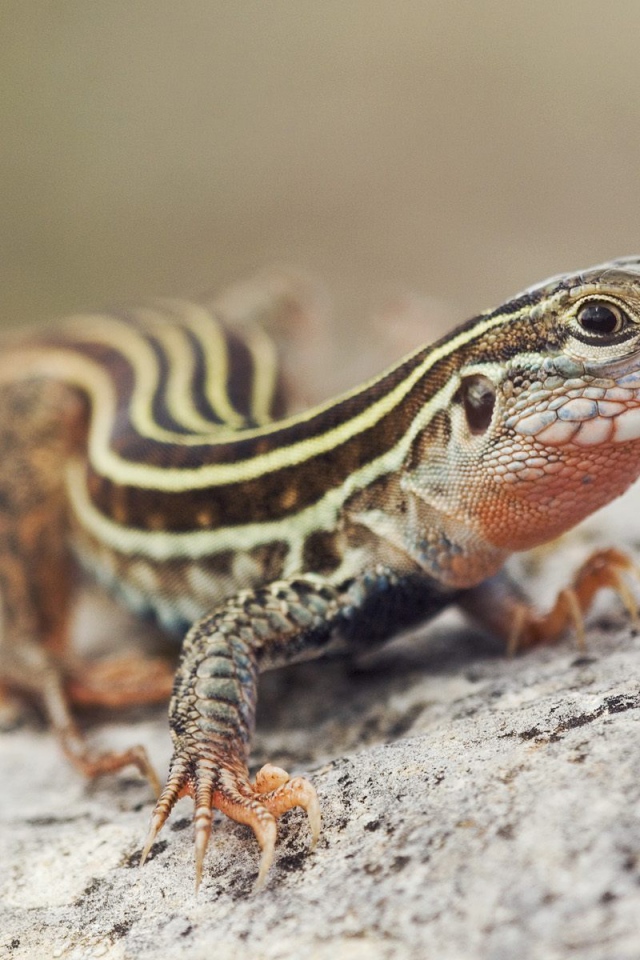 Красивый ящер