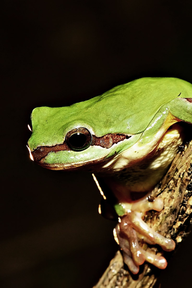 Green frog