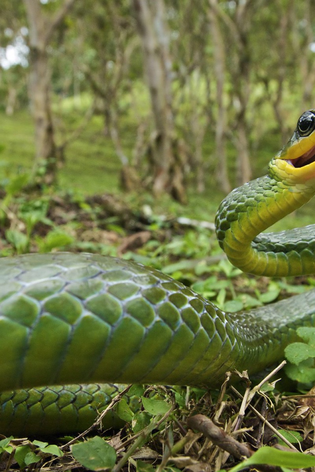 Ядовитая змея