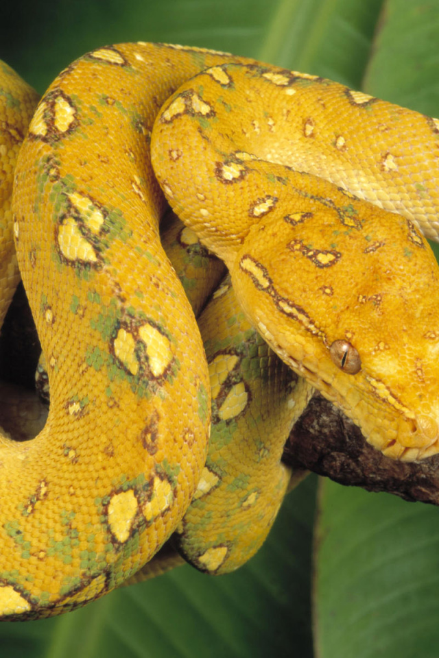Желтый змей